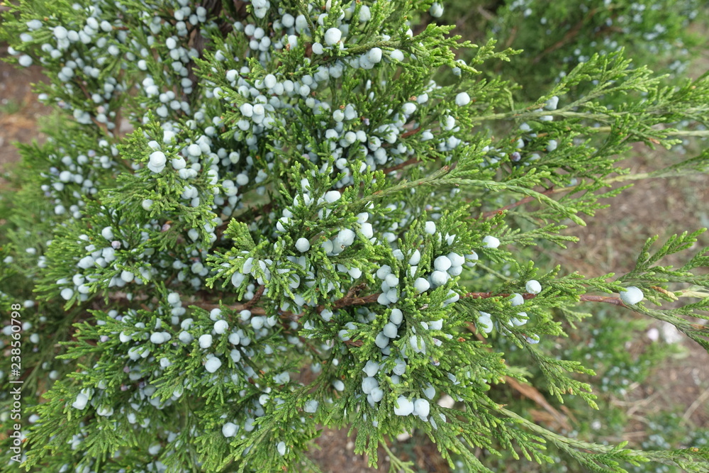 Lots of blue berries on branches of savin juniper