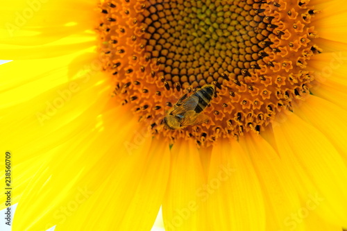 Abeille