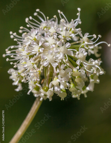 Macrophotographie fleur sauvage - Valeriane officinale - Valeriana officinalis photo