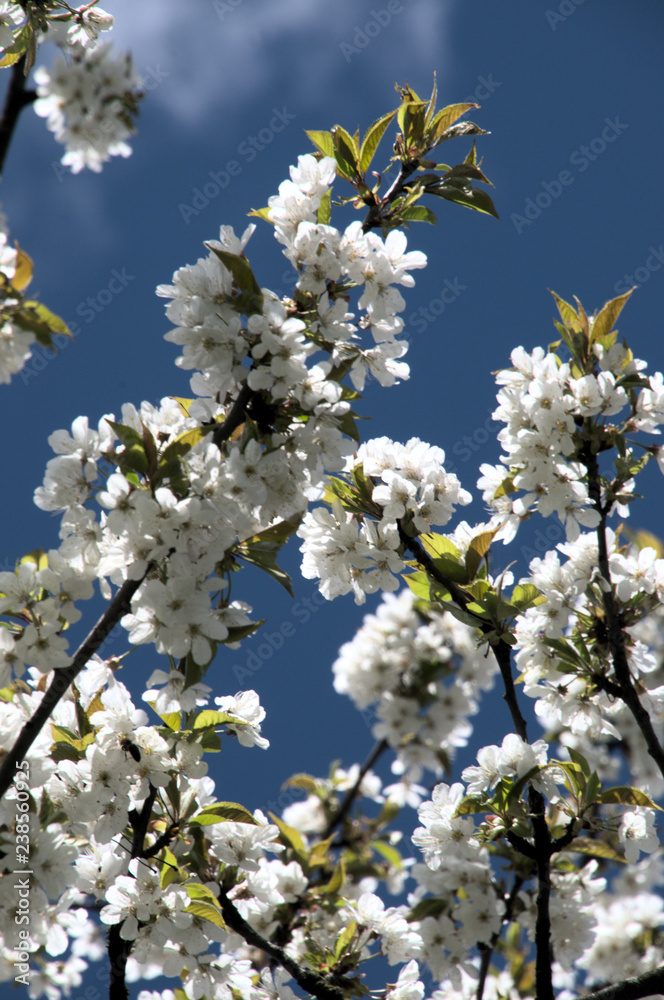 Cherry blossom against sky in the Swiss alpine village of Berschis Cherry blossom against sky in the Swiss alpine village of Berschis