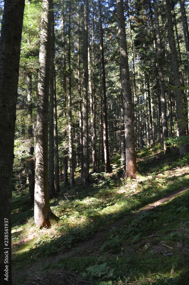 Obraz premium trees in the forest