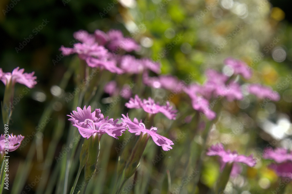 Dianthus alpinus; Alpine Pinks on rocky garden bank, Berschis Dianthus alpinus; Alpine Pinks on rocky garden bank, Berschis