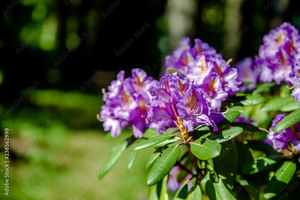 Violet rhododendron blooms against the background of green grass Violet rhododendron blooms against the background of green grass
