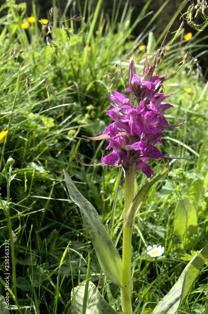 Orchis mascula; early purple orchid on Flumserberg Orchis mascula; early purple orchid on Flumserberg