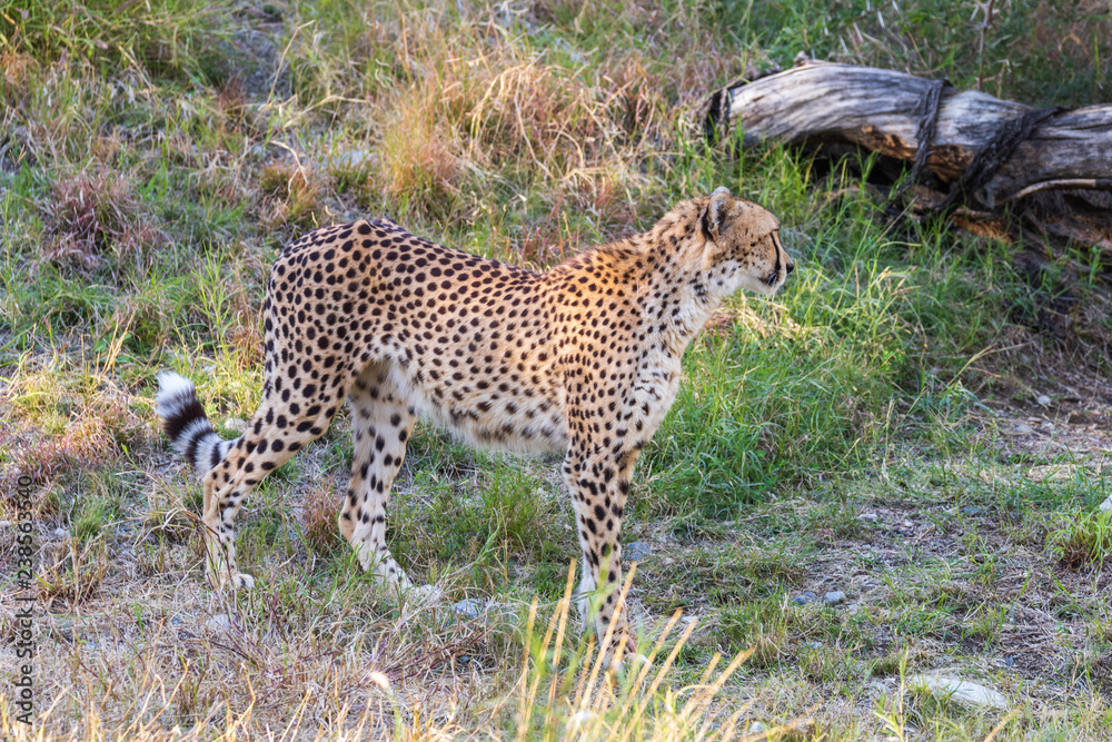 Fototapeta premium Cheetah in Long Grass