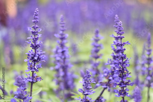 field of lavender flowers