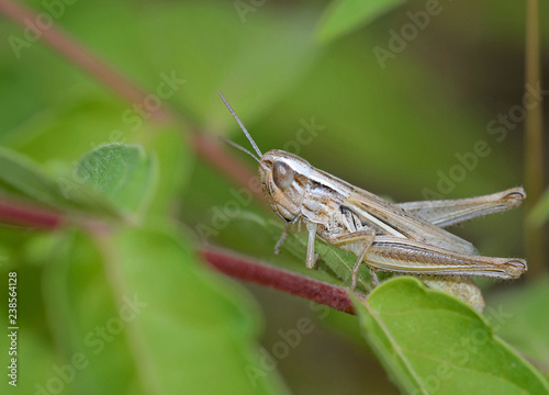 grasshopper climing a stem of a plant of countryside meadow