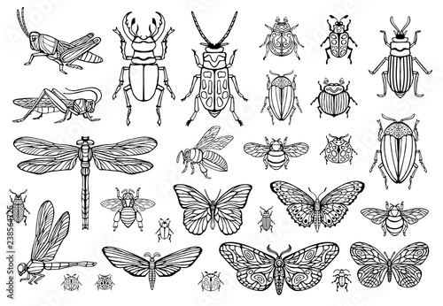 Big hand drawn line set of insects bugs, beetles, honey bees, butterfly moth, bumblebee, wasp, dragonfly, grasshopper. Silhouette vintage sketch style engraved illustration.
