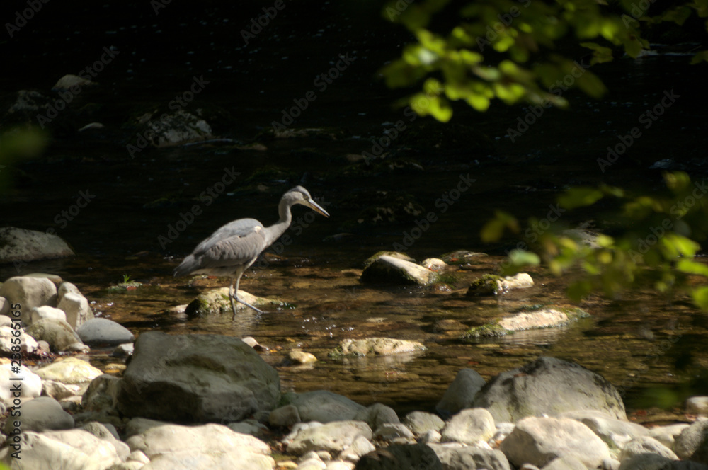 Fototapeta premium Ardea cinerea; Grey Heron fishing in the Gorges de l'Areuses, Romandie
