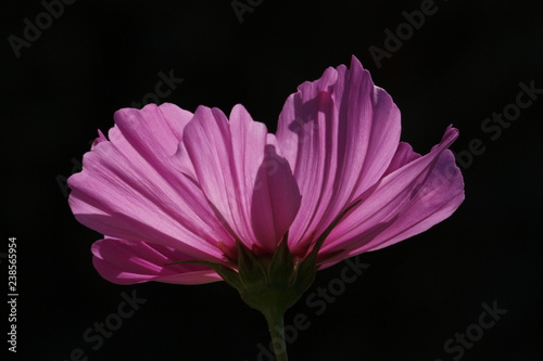 Fleur de cosmos en contre-jour