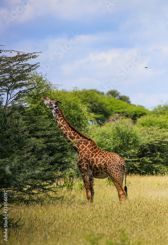 giraffe stretching for leaves in serengeti national park tanzania africa