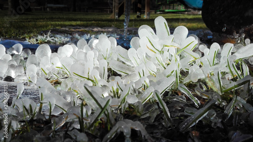 Single blades of grass covered by ice