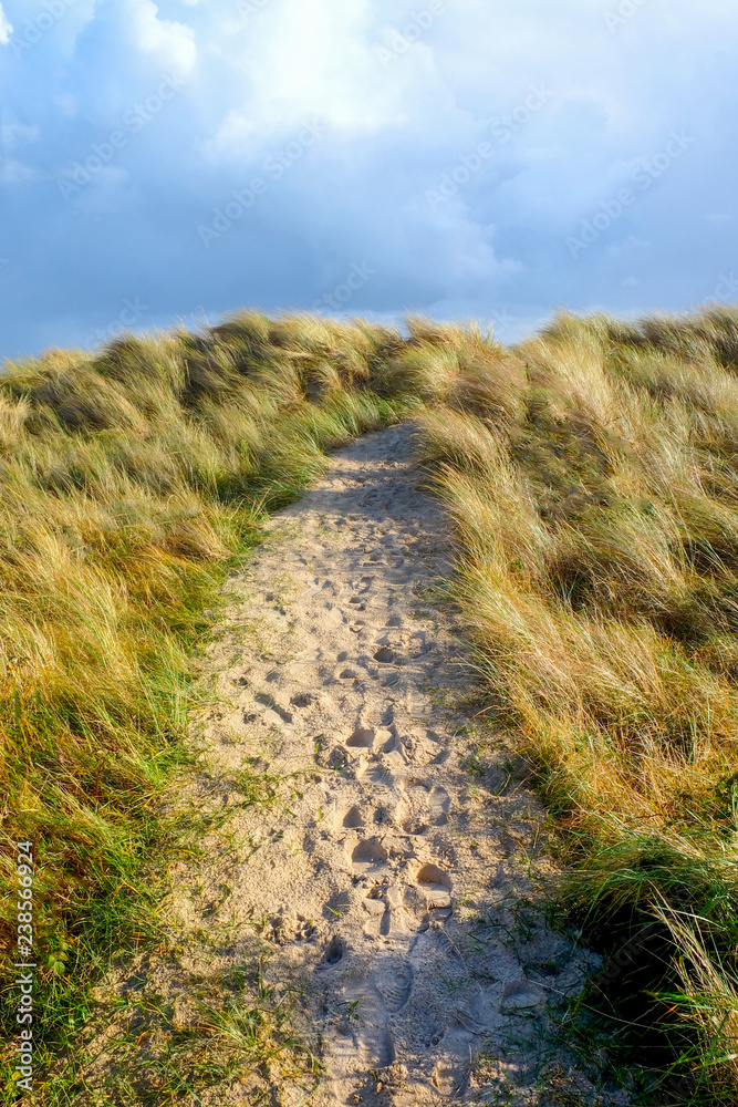 sandy pathway running through windy grass sand dunes, stormy sky, vertical format