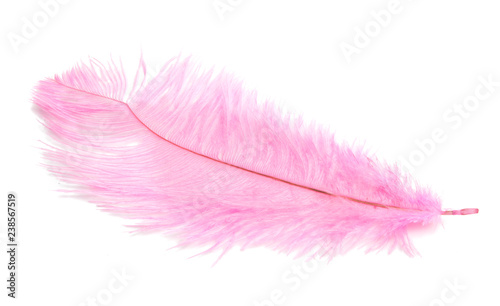 colored ostrich feathers isolated