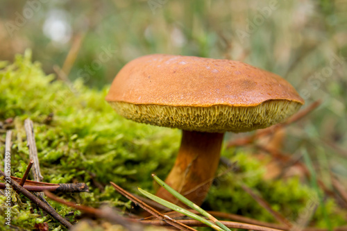 Wild boletus growing in the forest soil