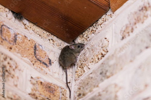 Little gray mouse sits top corner