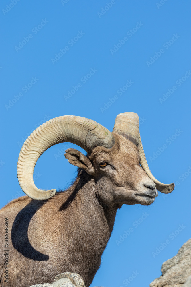 Obraz premium Desert Bighorn Sheep Ram