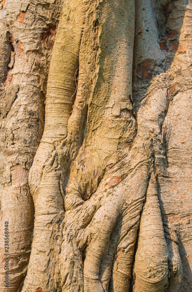 Obraz premium The surface and the natural form of the bark of the trunk of the