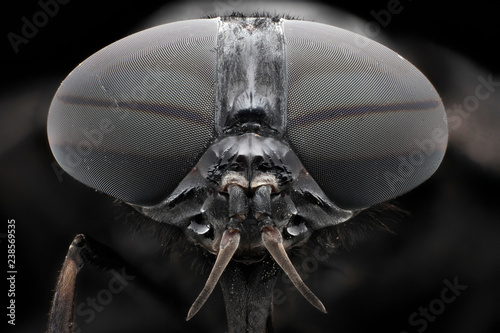 Black Horsefly