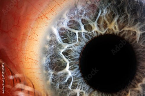 Cuadro en lienzo Blue Iris, Human Eye, 25 Years old, Male
