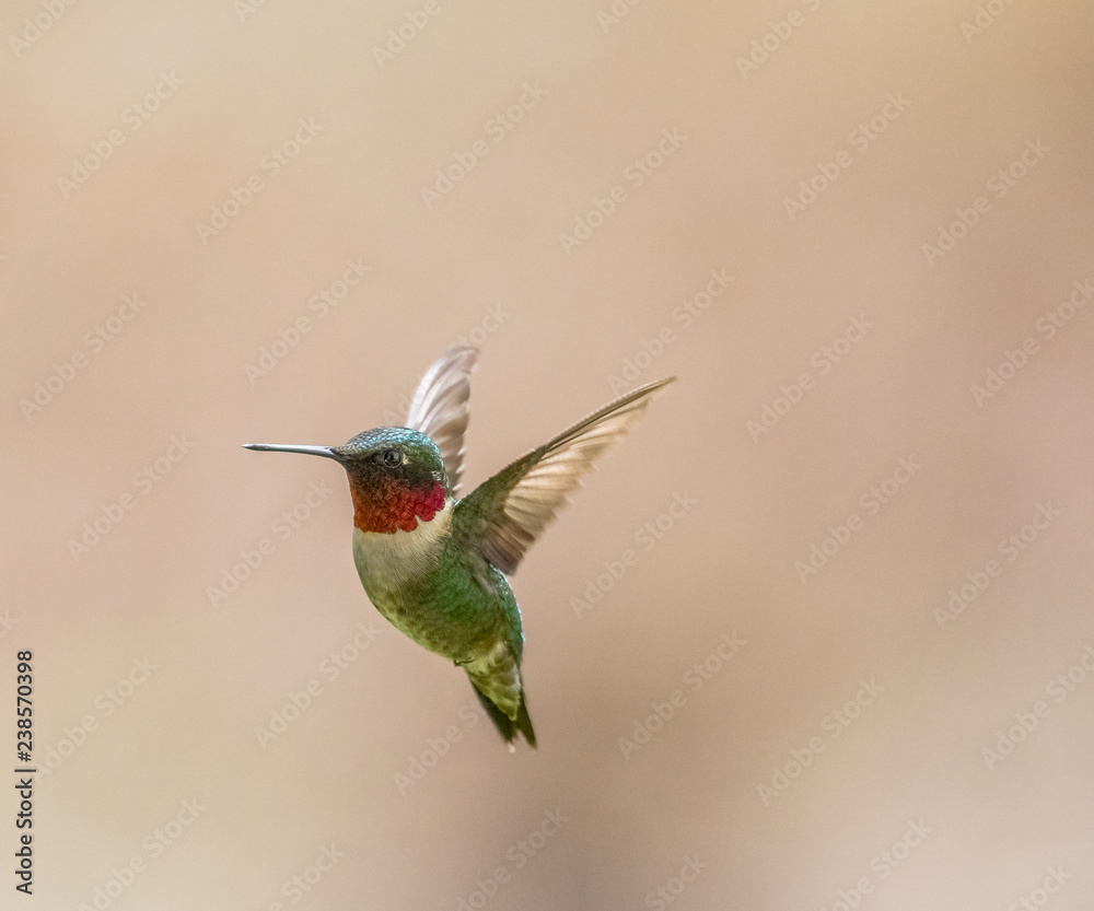 Fototapeta premium Ruby-throated Hummingbird