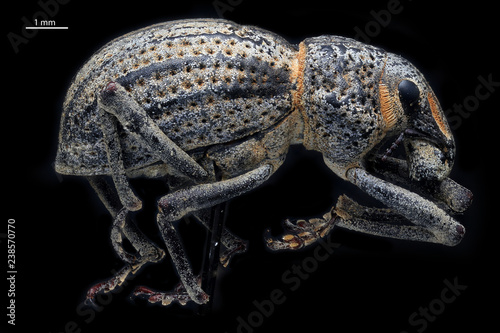 Broad-nosed Weevil (Ophryastes). Harding County, NM © Macroscopic Solution