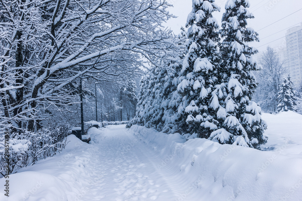 Fototapeta premium winter landscape in the Park