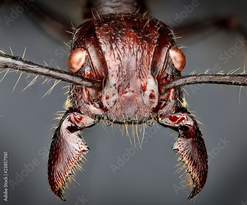 bullet ant, peru, Paraponera clavata