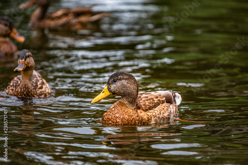 a beautiful migratory wild duck swims across the pond with its flock, a brown plumage and a yellow beak, traces on the water behind a duck, a duck in a natural environment, daylight