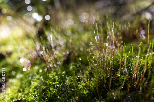 Rain drops on green moss, feeling of tranquility and relaxation.