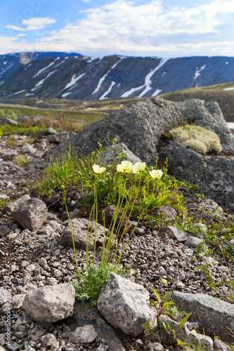 Fototapeta Naklejka Na Ścianę i Meble -  Dwarf wild poppies flowers in the alpine zone in the mountains Khibiny