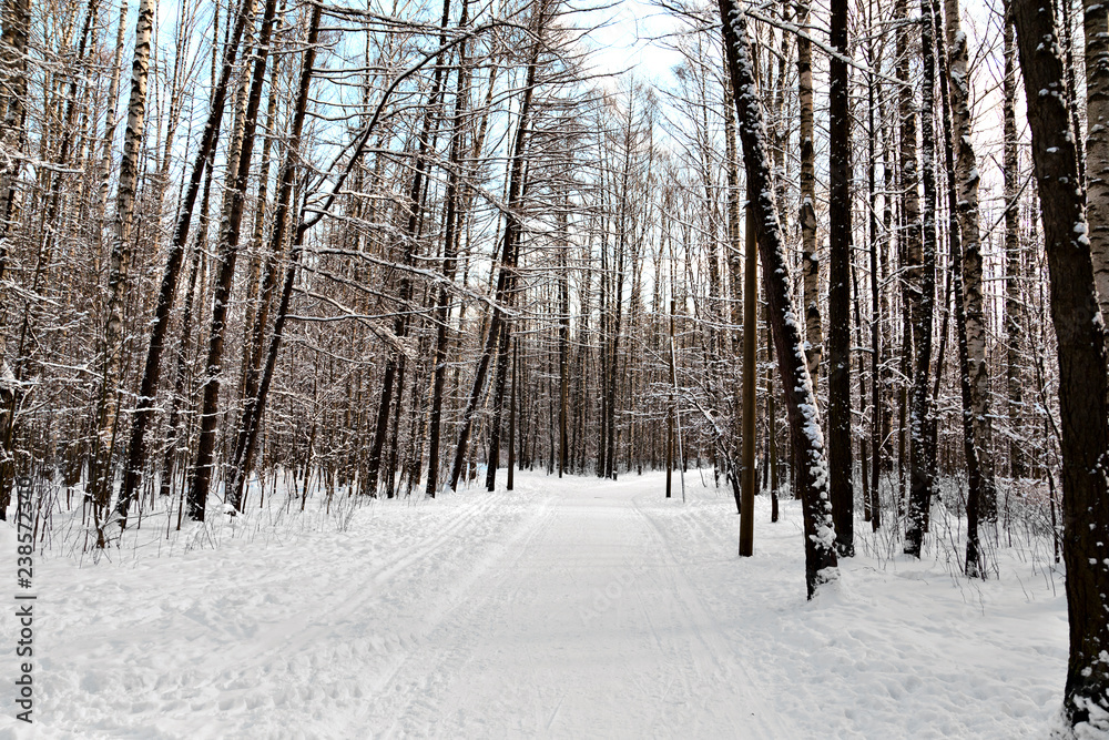 Winter alley in the park Winter alley in the park