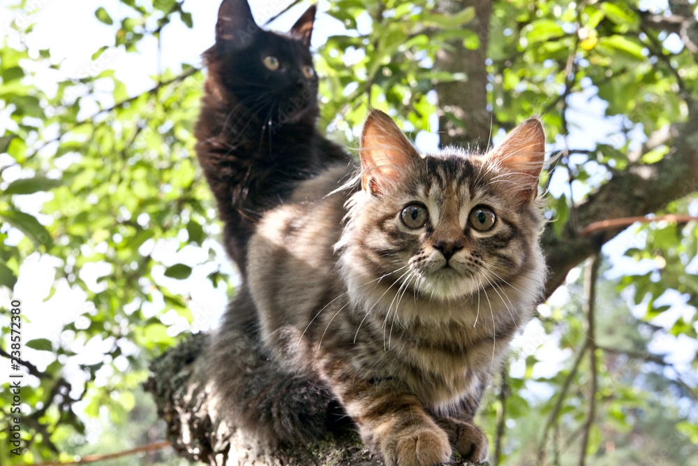 Scared tabby and s kittens are sitting on a branch on apple tree Scared tabby and s kittens are sitting on a branch on apple tree