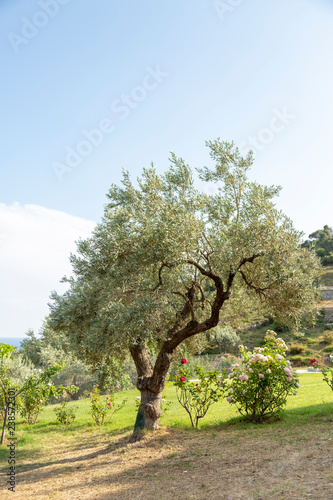 An olive tree grows in a courtyard in Skopelos Island, Greece.