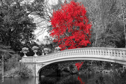 Czerwone drzewo na Bow Bridge w Central Parku jesień krajobraz sceny w Nowym Jorku