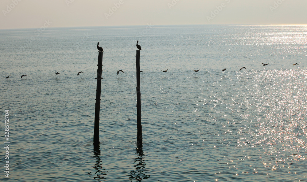 silhouette of pelicans flying low over ocean, in single file, while two pelicans watch from pier beams, at dusk