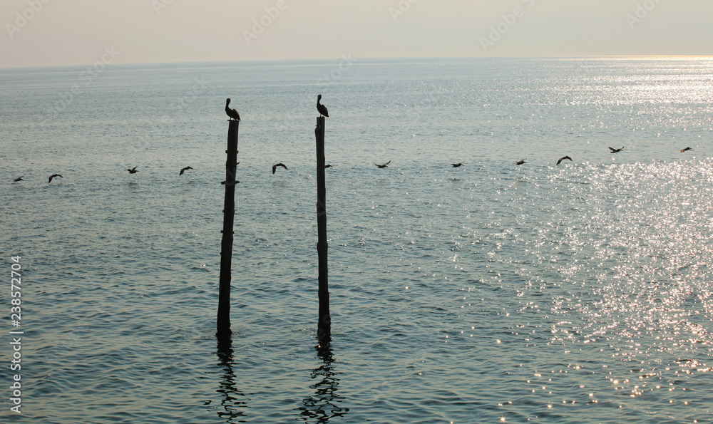 silhouette of pelicans flying low over ocean, in single file, while two pelicans watch from pier beams, at dusk silhouette of pelicans flying low over ocean, in single file, while two pelicans watch from pier beams, at dusk