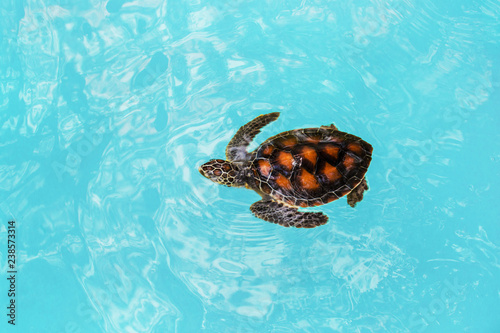 yong ocean turtle sims in the blue water