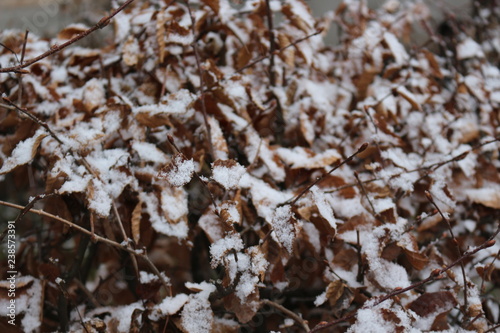  Snow lies on the dry leaves of bushes