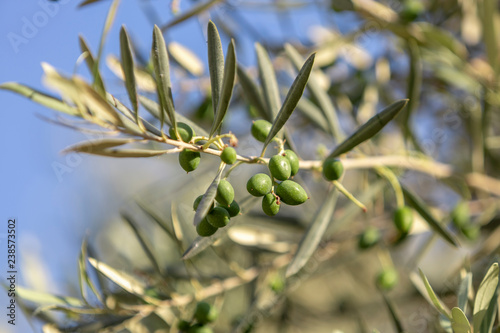 Close up shot of an olive tree with fresh olives and green leafs.