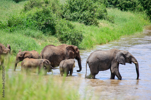 elephants walking across river 