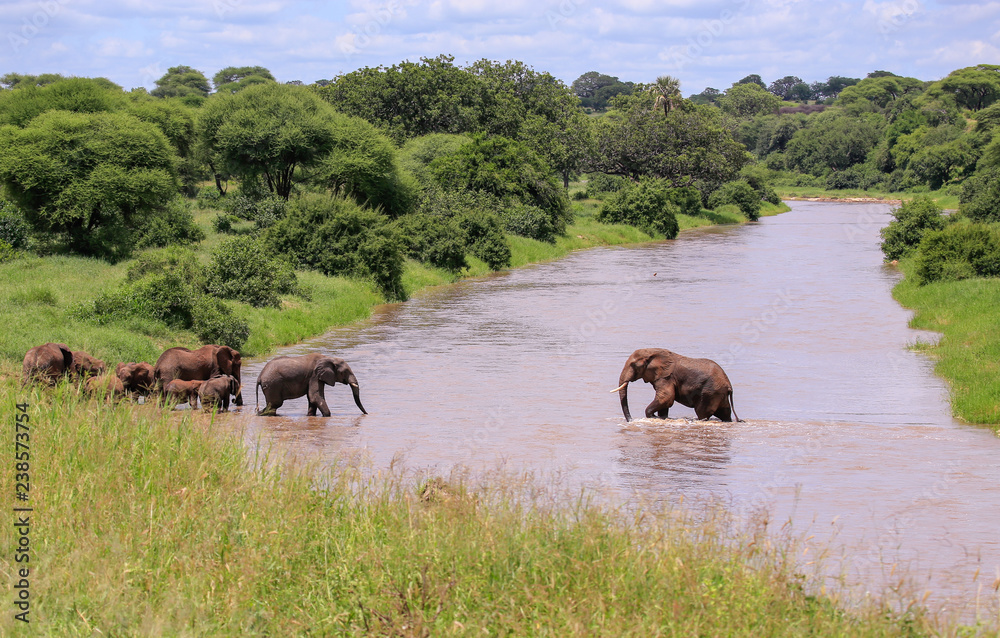 elephants starting to walk across river elephants starting to walk across river