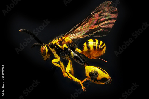 Conura nigricornis, wasp, mansfield_ct photo