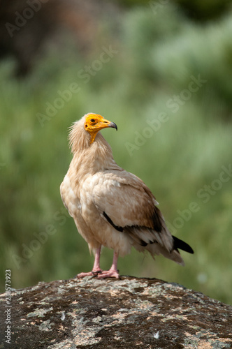 Egyptian Vulture (Neophron percnopterus), spain, portrait perched on rocks © JAH