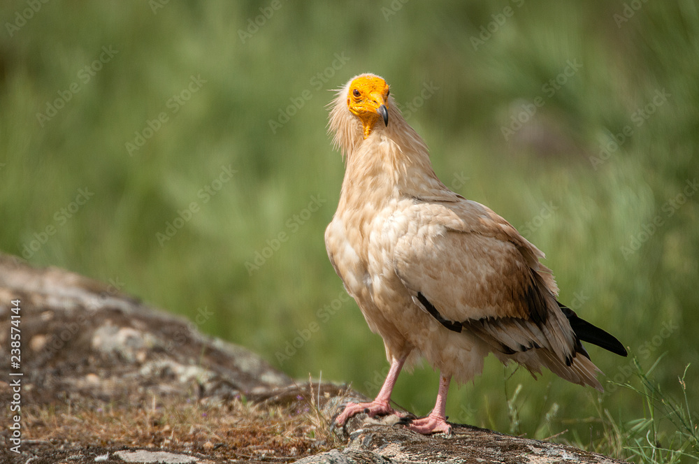 Egyptian Vulture (Neophron percnopterus), spain, portrait perched on rocks Egyptian Vulture (Neophron percnopterus), spain, portrait perched on rocks