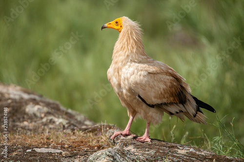 Egyptian Vulture  Neophron percnopterus   spain  portrait perched on rocks