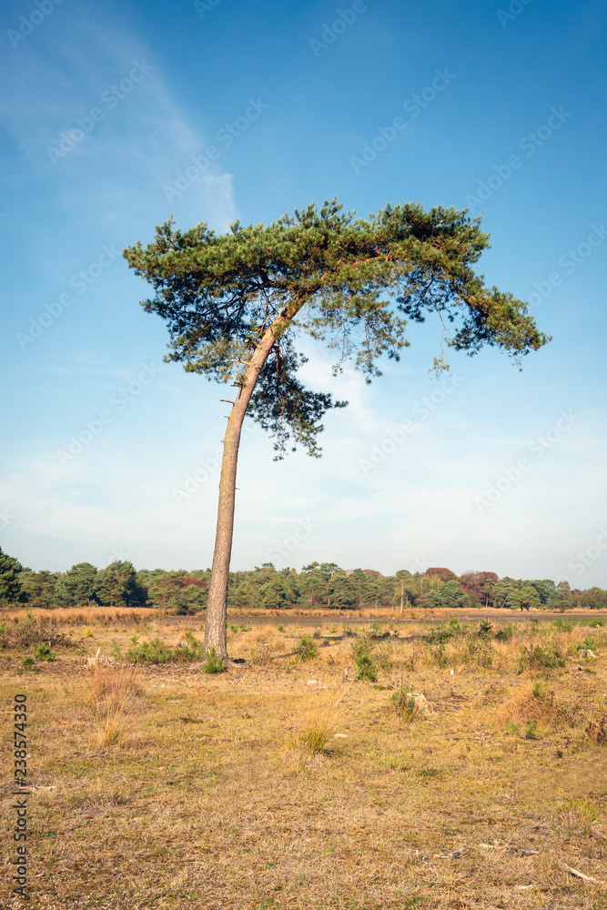 Obraz premium Crooked growing scots pine tree in the middle of a dry nature landscape