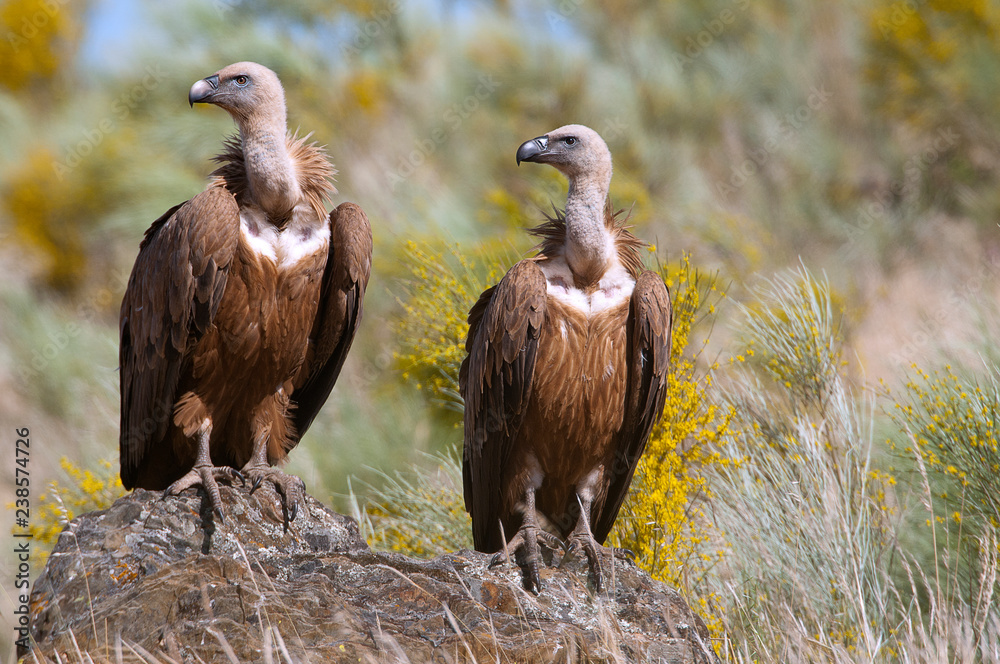Obraz premium Griffon Vulture (Gyps fulvus) Group perched on rocks