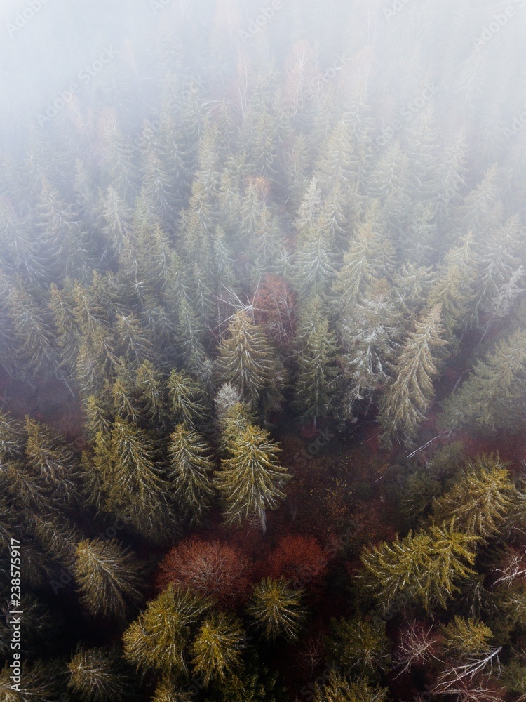 misty autumn forest, top down aerial from above. misty autumn forest, top down aerial from above.