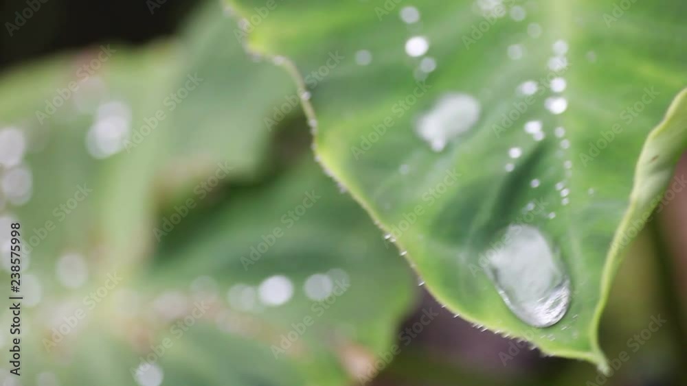Large tropical leaves on a rainy day